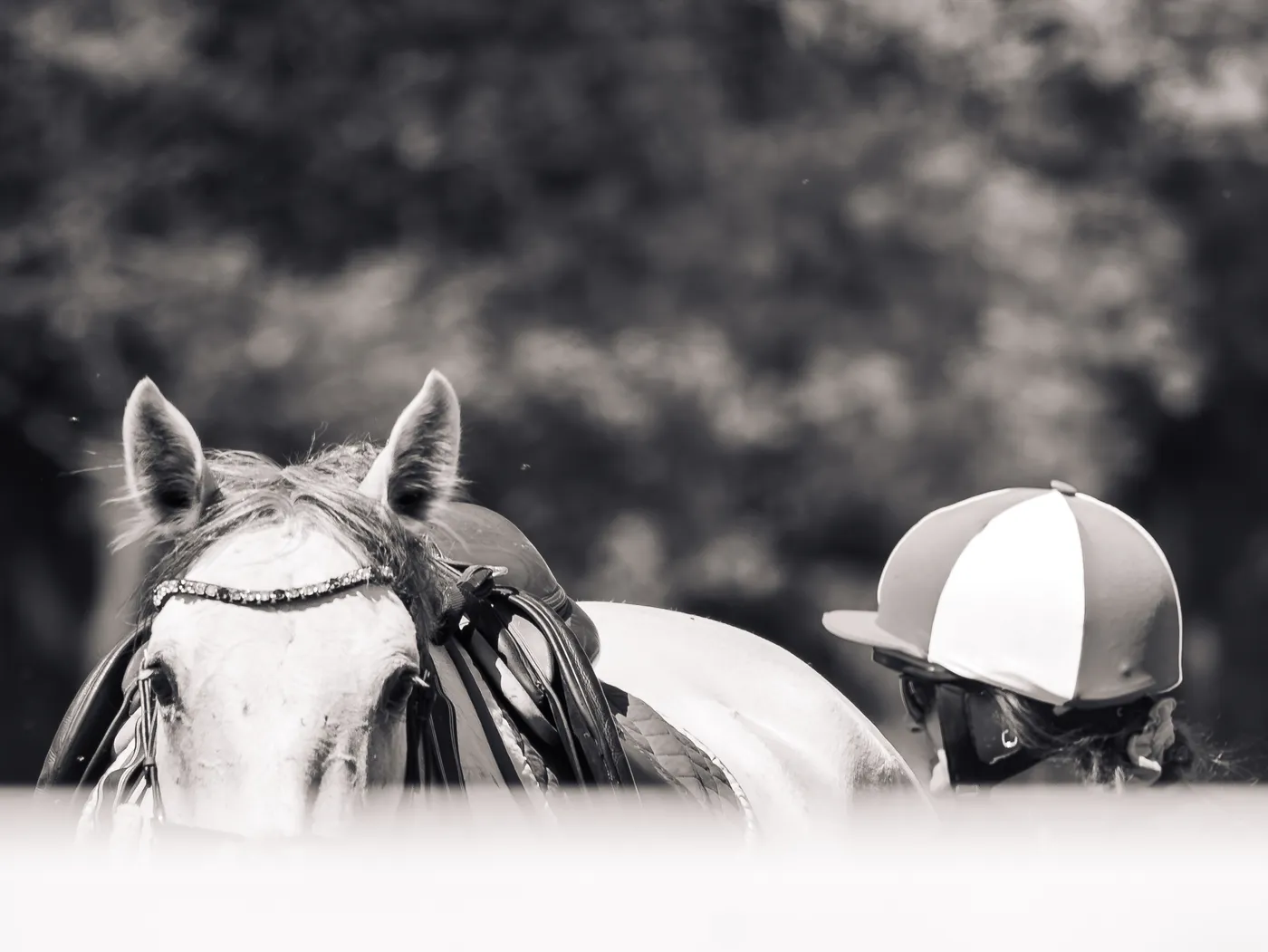 Cavall gris i amazona, retrat en blanc i negre