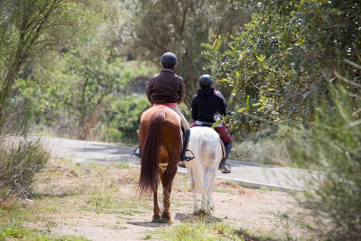 Dos genets fent una sortida per Collserola