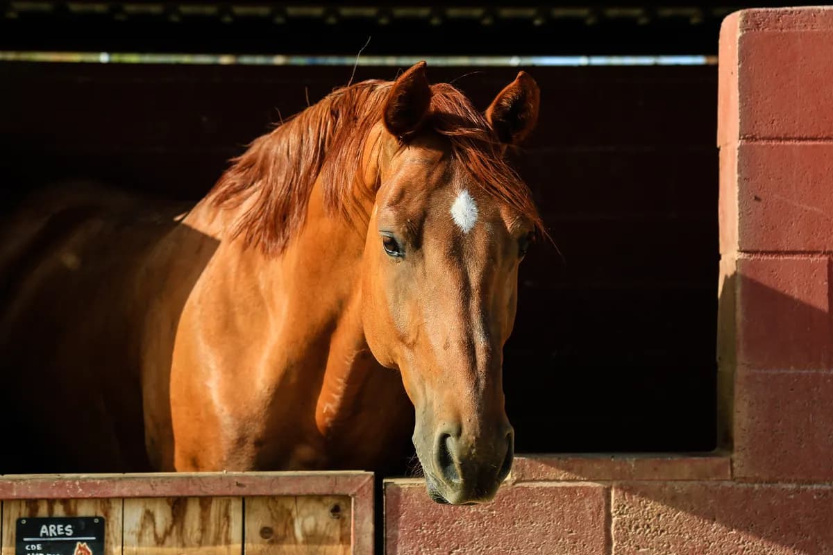 Cavall mirant des del seu box